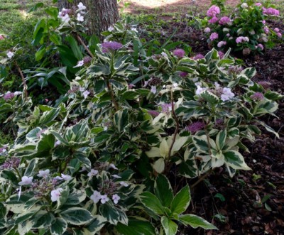 hydrangea flowers Patsy Evins' garden 