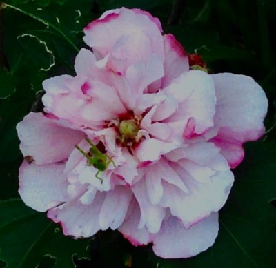 Pink althea glass flower inspiration 